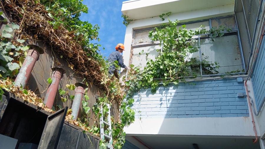 Despeje de Estructuras y Techos | Podas Seguras en Todo Chile