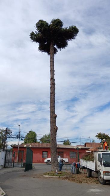 Poda de Levante en Chile | Expertos en Altura y Seguridad