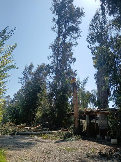 Tala Controlada de Árboles | Servicio Profesional en Chile