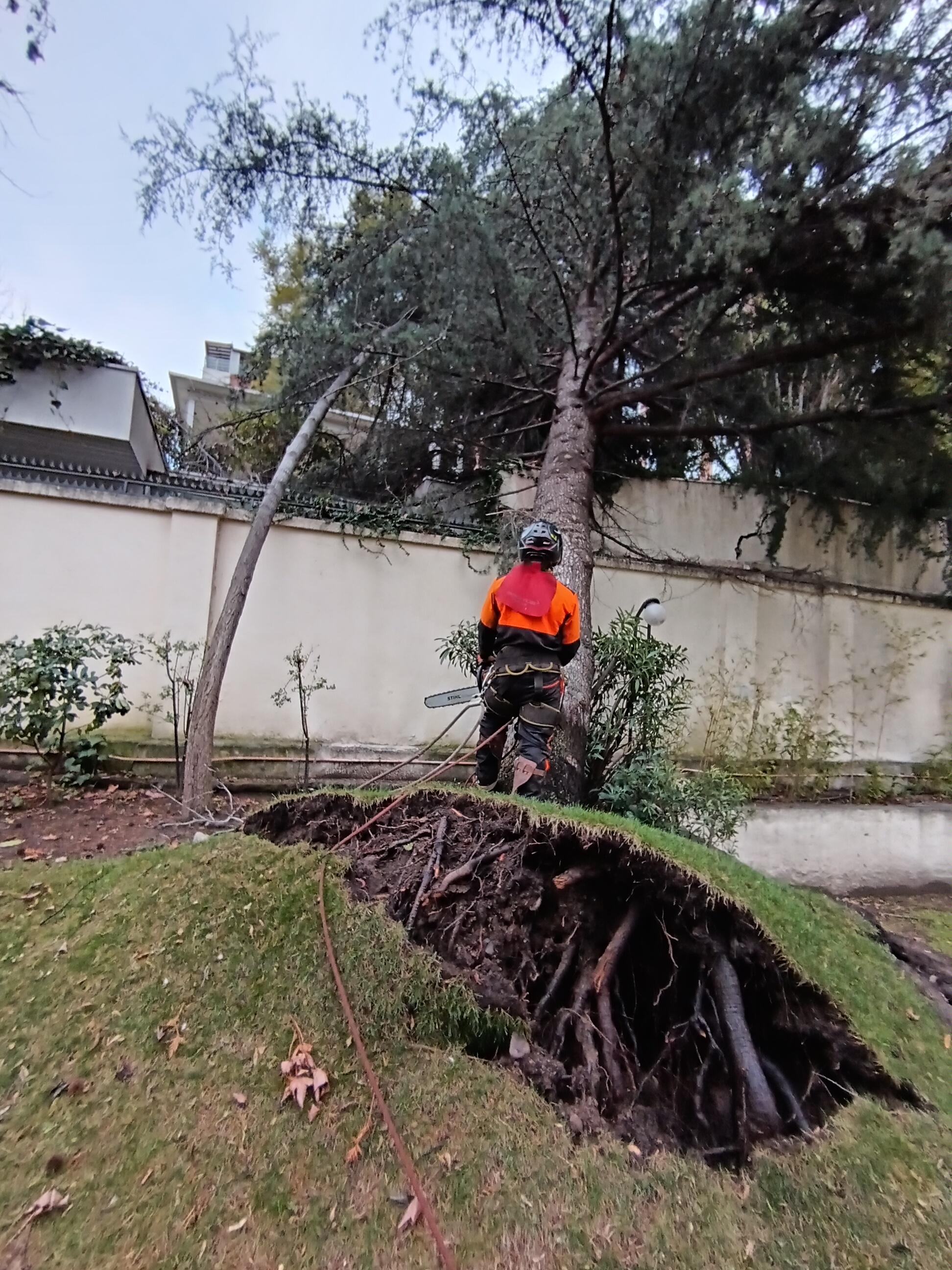 🌳 Emergencia 24/7 – Servicio de Poda y Tala de Árboles