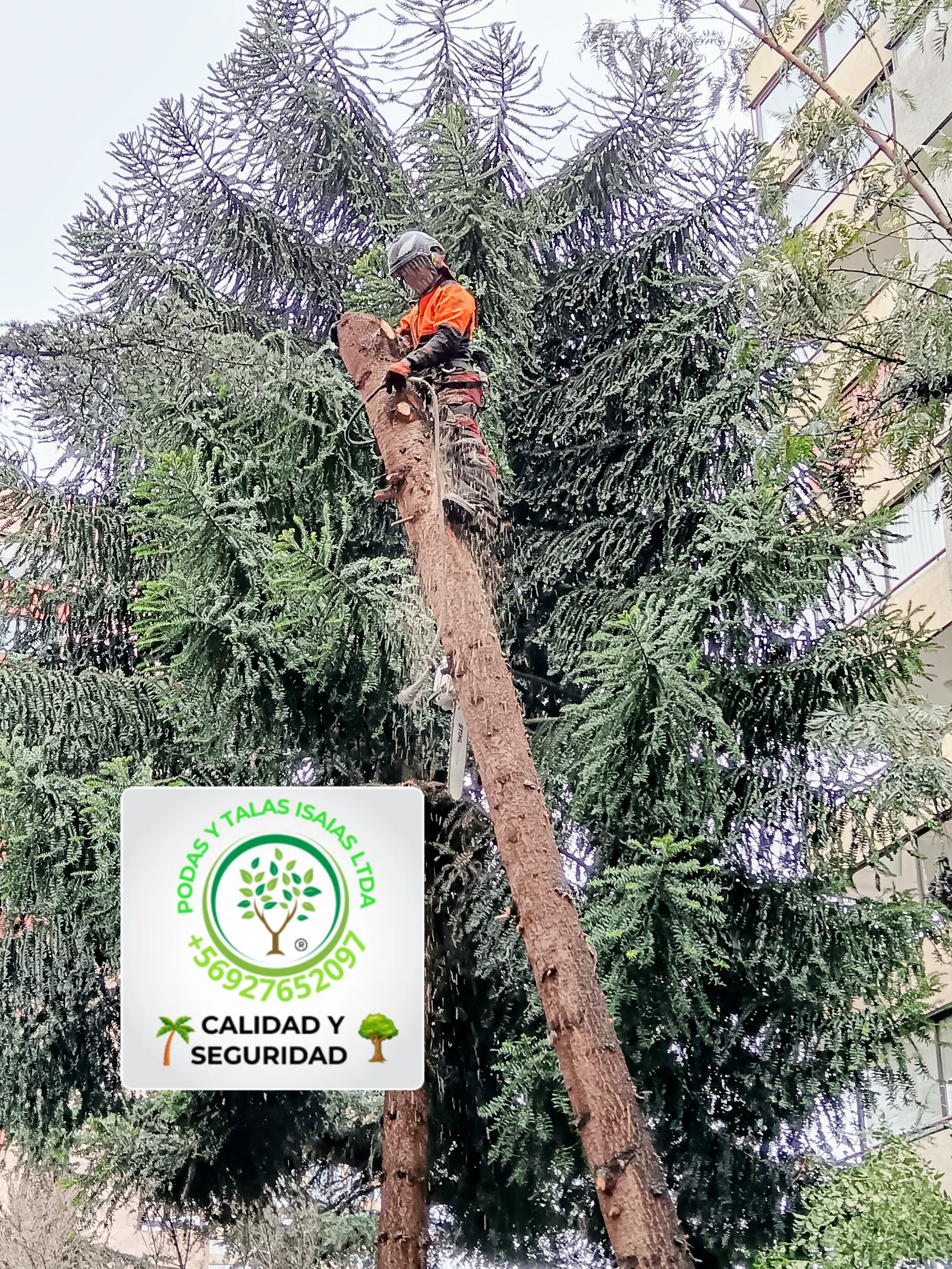 🌲 Talas Controladas – Servicio Profesional, Seguro y Sustentable en Todo Chile