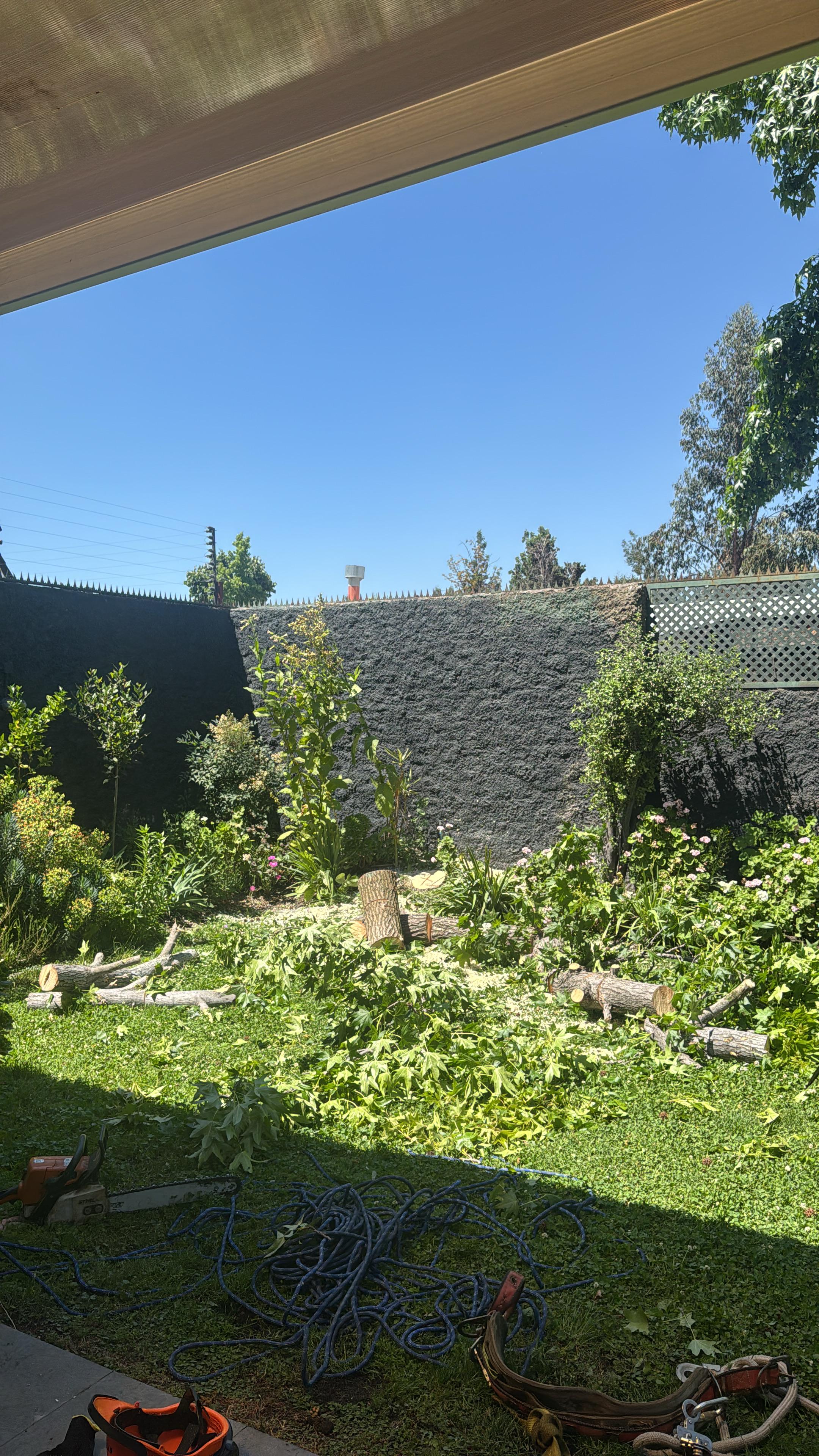 Tala controlada de árboles en jardines residenciales